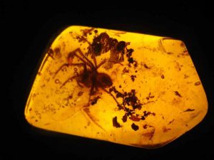 Genuine Bright Yellow Amber W/ Bug & Leaf Fossil Tree Resin Metaphysical  Manifestation 