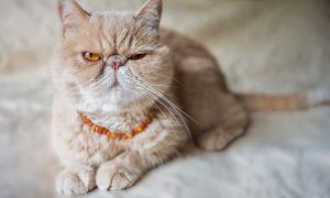 Cat in flea and ticks amber collar
