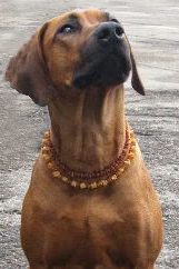 A dog wearing amber collar and necklace